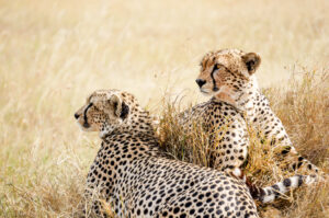 Two Cheetahs lounging in Tanzania