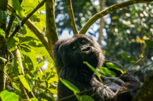 Gorilla in Uganda