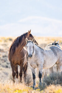 wild horses in Utah